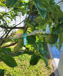 Parafilm - HS234526B M Roll, 125' Length x 4" Width 9 71qjMXhTFwL