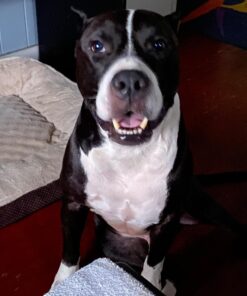 PetSilver Wound & Skin Spray with Chelated Silver, Made in USA, Vet Formulated, All Natural Pain Free Formula, Relief for Hot Spots, Wounds, Rashes and Various Skin Issues, 16 fl oz 16 oz. 19 71qjMsBf1zL