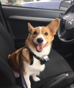 PetSafe Gentle Spray Bark Collar for Dogs, Citronella, Anti-Bark Device, Water Resistant,black and sliver,Adjustable Original 26 71qmXnEWfBL