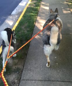 52'' No-Tangle Dual Dog Leash with Swivel, Comfortably Walks Two Dogs Weighing Up To 500 Pounds At Once 9 71qmqGzoz4L