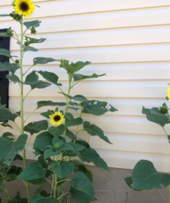 BIG PACK - (1,000+) SUNFLOWER Sunny Sun Flower CRAZY MIX flower Seeds - Non-GMO 29 71qnr UWunL