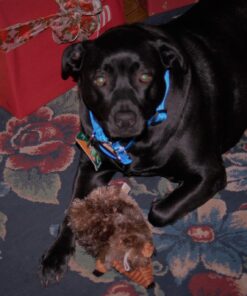 Checkups- Dental Dog Treats, 24ct 48 oz. for Dogs 20+ pounds Medium (Pack of 1) 15 71qpKDAmO6L