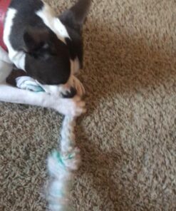 Booda Fresh N Floss 3 Knot Tug Rope Dog Toy, X-Large, Spearmint 32 71qqoA7Z8aL