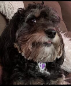 Purina Busy Bone Made in USA Facilities, Long Lasting Small/Medium Breed Adult Dog Chews, Peanut Butter Flavor - 6 ct. Pouch 6 Count (Pack of 1) 30 71qrKZiA4CL