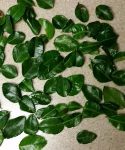 Fresh Kaffir Lime Leaves (Thai Lime Leaves) 1 Oz. ใบมะกรูด, 29 71qrPD4otL
