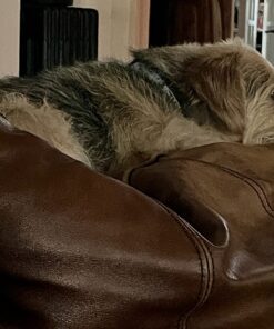 NaturVet Quiet Moments Calming Aid Dog Supplement – Helps Promote Relaxation, Reduce Stress, Storm Anxiety, Motion Sickness for Dogs – Tasty Pet Soft Chews with Melatonin – 70 Ct. Dog - Quiet Moments Melatonin 70 Soft Chews 35 71quQ9izdNL