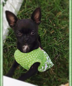 Alpha Paw - Odor Eliminating Pee Pads for Dogs, Extra Thick Disposable Leak-Proof Dog Pads, Quick-Dry, Non-Slip Backing, With Pheromones To Attract Your Dog Standard (22"x 23") 35 71quuRgcclL