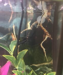 ZACRO 2 Pack Digital Aquarium Thermometer, Fish Tank Thermometer, Water Thermometer with Large LCD Display,Reptile Thermometer for Fish Tank Water Terrarium 46 71qw78oNmLL