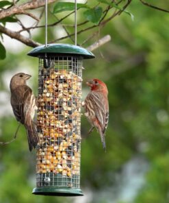 Premium Steel Sunflower Seed and Peanut Feeder, 9.5" Tall, Wild Bird Feeder for Woodpeckers, Titmice, Nuthatches, Chickadees, Jays and More, Gifts for Mom, for Women, Gifts for Dad 9.5 inch 30 71qxsxGYGbL