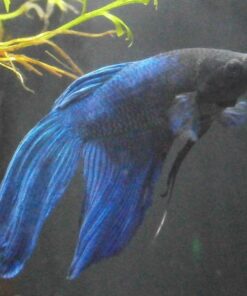 API General Cure Freshwater and Saltwater Fish Powder Medication 10-Count Box 1 21 71qyDGFt3IL