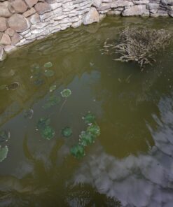 Aquascape 98949 Beneficial Bacteria Concentrate for Pond and Water Features, 1.1-Pound, white 29 71qzXc95 pL