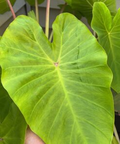 AgroMagen, GrowSafe Bio-Pesticide For Spider, Organic Natural Miticide, Fungicide and Insecticide, (8.5 fl.oz.) 8.5 Fl Oz (Pack of 1) 48 71r awXDIJL