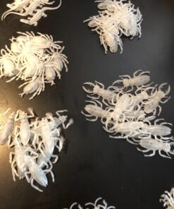 Glow in the Dark Insects - 144 Pieces - Party Favor and Prank Toys - Assorted Reptiles and Bugs Toys – Great for Halloween, Birthday Parties, Piñatas, Prizes and More - by Skeleteen 26 71r345KHytL