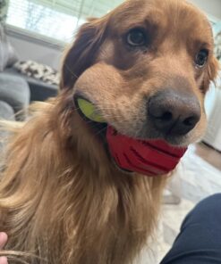 KONG Stuff-A-Ball Treats Dispense Dog Toy - Stuffable Dog Toy - Stuff Treats for Mental Enrichment - Dental Dog Toy for Healthy Teeth & Gums - Large Dogs Standard Packaging 26 71r4E M1DpL