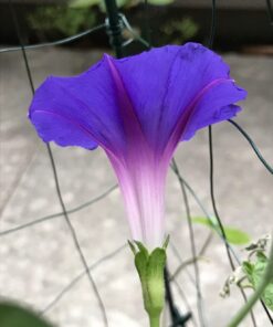 Flower Morning Glory Top of The Morning FBA-7776 (Multi) 50 Non-GMO, Heirloom Seeds 31 71rBcBvawjL