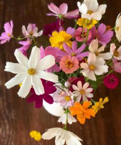 Big Pack - Cosmos USA Mix (8,000+) Flower Seeds By MySeeds.Co (Big Pack - Cosmos Mix) 54 71rDjZK33L