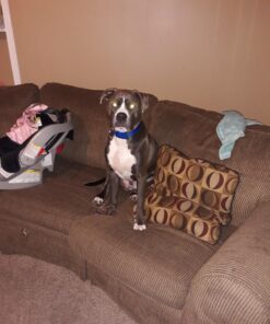 Wahl USA Flea & Tick Repelling Dog Shampoo for Pets – Defense Formula with Eucalyptus Cedar & Rosemary – 24 Oz - 820007A 21 71rEYU1x9dL 3