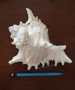US Shell, 1 Piece, Murex Ramosus Sea Shell, 7 to 8 Inch Size 19 71rG0MIY80L