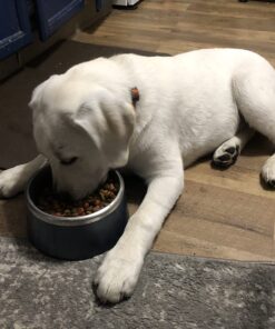 IAMS Smart Puppy Large Breed Dry Dog Food with Real Chicken, 30.6 lb. Bag 30.6 Pound (Pack of 1) 42 71rHbKYBZaL