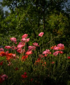 Nikon Z7 Full-Frame Mirrorless Interchangeable Lens Camera with 45.7MP Resolution, Body, Black, 1591 Body Only Base 45 71rLoxrY5L