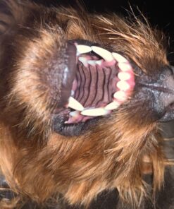 Virbac CET Enzymatic Toothpaste Eliminates Bad Breath by Removing Plaque and Tartar Buildup, Best Pet Dental Care Toothpaste -Beef Flavor, 2.5 Oz Tube (Color Varies) Beef 38 71rNEfVsaGL