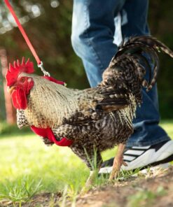 Chicken Harness (Purple, Medium) 5 71rNqcDQnoL