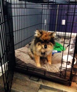 MidWest Homes for Pets Dog Crate Life Stages 36' Double Door Folding Metal Dog Crate | Divider Panel, Floor Protecting Feet, Leak-Proof Dog Pan | 35.63 in x 24.45 in x 21.93 in ,Intermediate Dog Breed 36.0"L x 23.0"W x 25.0"H Lifestages; Double Door 54 71rQQj1dh4L