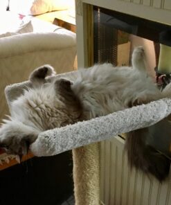 Advantage II Small Cat Vet-Recommended Flea Treatment & Prevention | Cats 5-9 lbs. | 6-Month Supply 6 Pack Small Cat only 33 71rS6ZY1OtL