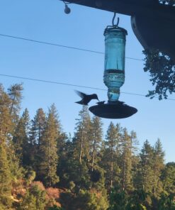 Perky-Pet 8108-1SR Antique Glass Bottle Hummingbird Feeder - Outdoor Garden Décor - 10 Oz Green Bottle 16 71rSKtUxKoL