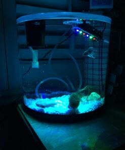 GloFish aquarium Gravel 5 Pounds, White, Complements GloFish Tanks (29022) White Frost 53 71rSse8gNpL