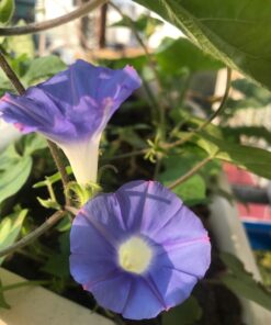 Flower Morning Glory Top of The Morning FBA-7776 (Multi) 50 Non-GMO, Heirloom Seeds 34 71rUuUkk0EL