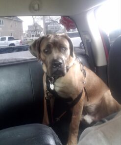 rabbitgoo Dog Harness, No-Pull Pet Harness with 2 Leash Clips, Adjustable Soft Padded Dog Vest, Reflective No-Choke Pet Oxford Vest with Easy Control Handle for Large Dogs, Black, XL X-Large 54 71rVmhLzOL