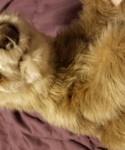 Folkmanis Baby Sloth Hand Puppet Classic 20 71rWvRp2diL