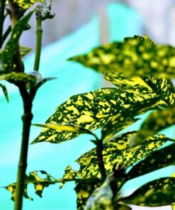 Nikon AF-S VR Micro-NIKKOR 105mm f/2.8G IF-ED Lens Lens Only 68 71rXVdm1xhL