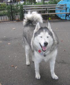 Milk-Bone Soft and Chewy Chicken 12 Vitamins and Minerals Recipe Healthy and Delicious Dog Snacks - 37 Ounces 15 71rXjxP dVL