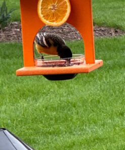 Songbird Essentials SERUBFJF Fruit and Jelly Oriole Feeder (Set of 1) 34 71rYbf3tJOL