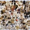 Ravensburger Dogs Galore - 1000 Piece Jigsaw Puzzle for Adults – Every piece is unique, Softclick technology Means Pieces Fit Together Perfectly 13 71raXqdPN5L