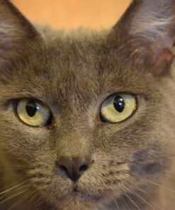 Nikon D5300 24.2 MP CMOS Digital SLR Camera with 18-55mm f/3.5-5.6G ED VR Auto Focus-S DX NIKKOR Zoom Lens (Black) 73 71rcpMQ5ymL