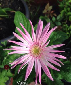 Outsidepride Gerbera Daisy Indoor House Plant or Flower Mix for Outdoor Containers, Pots, Planters, Beds - 100 Seeds 30 71reMIAub9L