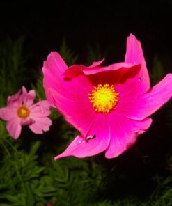 Big Pack - Cosmos USA Mix (8,000+) Flower Seeds By MySeeds.Co (Big Pack - Cosmos Mix) 52 71rfBdQtyL