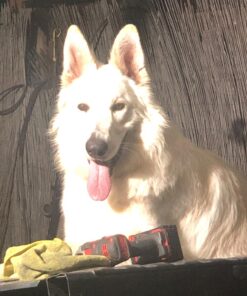 Hill's Science Diet Dry Dog Food, Puppy, Chicken Meal & Barley Recipe, 30 lb. Bag Puppy Dry 30 Pound (Pack of 1) 46 71rhbycSBL