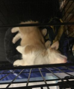 MidWest Homes for Pets Newly Enhanced Double Door iCrate Dog Crate, Includes Leak-Proof Pan, Floor Protecting Feet, Divider Panel & New Patented Features 36 inch (Pack of 1) 46 71ribSdYvZL