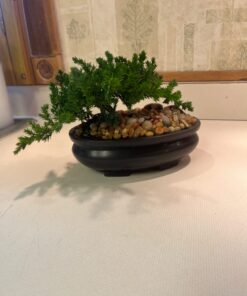 9Greenbox Best Gift Bonsai Juniper Tree, 4 Pound Style 2 27 71rk Du JNL