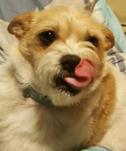 Dentalife DentaLife Oral Care Small and Toy Breed Mini Adult Dog Chew Treats , (Pack of 2) 90 Treats Total 24 71rkvLkzp7L