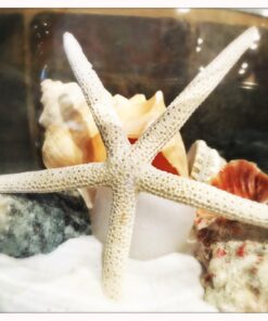Alternative view of U.S. Shell, Inc. Starfish Mix