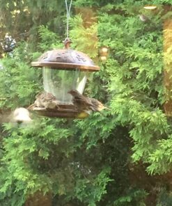 Perky-Pet 305 Holly Berry Gilded Chalet Wild Bird Feeder Gold 43 71rmoh6DcBL