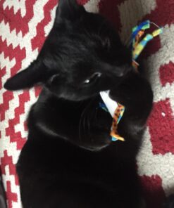 Petstages Dental Health Chews Pair Dental Chew 35 71rn2fDE9tL