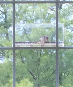 Tranquil Outdoors Large Acrylic Window Bird Feeder: Strong Removable Suction Cup Mounted Outdoor Bird House Feeder, Clear Birdfeeders for Large & Small Birds. Best See Thru Feeder for Bird Watching 52 71rod5wXFfL