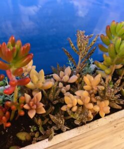 Espoma Organic Perlite; All Natural and Approved for Organic Gardening. Helps Loosen and Aerate Heavy Soils, Prevent Compaction & Promotes Root Growth – Pack of 1 8 quart 34 71rodafHBnL 1