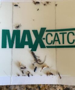 Pest Glue Trap by Catchmaster - 36 Boards Pre-Baited, Ready to Use Indoors. Rodent Mouse Rat Insect Sticky Adhesive Simple Easy Simple Non-Toxic - Made in the USA 36 Pack Scented 36 71rpjrn7ctL